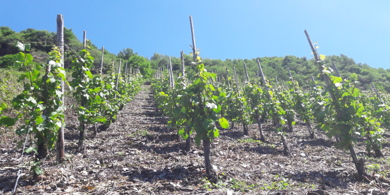 Weinbau in der Moselregion