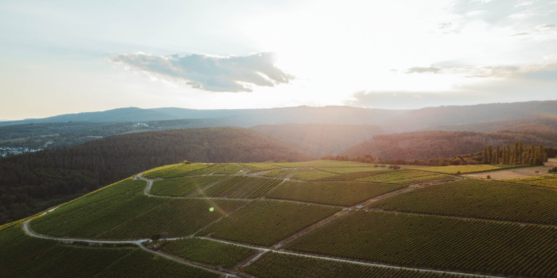 Der Blick geht von oben auf die Weinbaulandschaft in Eltville vor strahlend blauem Himmel.