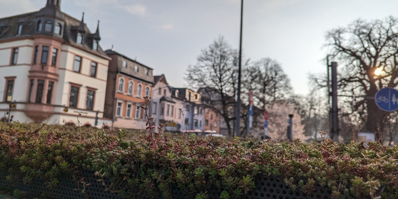 Der Blick geht über ein begrüntes Dach Richtung Innenstadt mit Wohnhäusern und bedecktem Himmel.