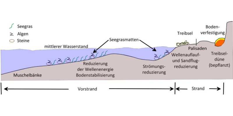 Schematische Darstellung der kummulativen Wirkung von alternativen Küstenschutzmaßnahmen.