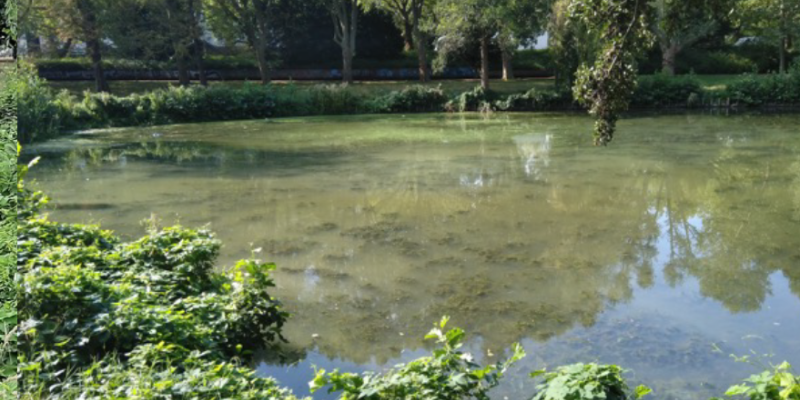 Blick auf Teichfläche - milchiges Erscheinungsbild des Wassers