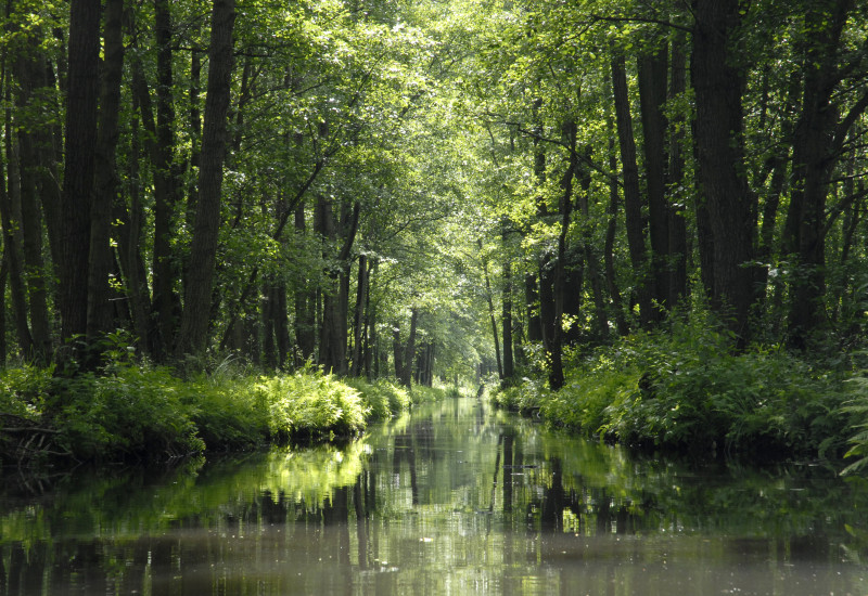 A canal in the Spreewald forest