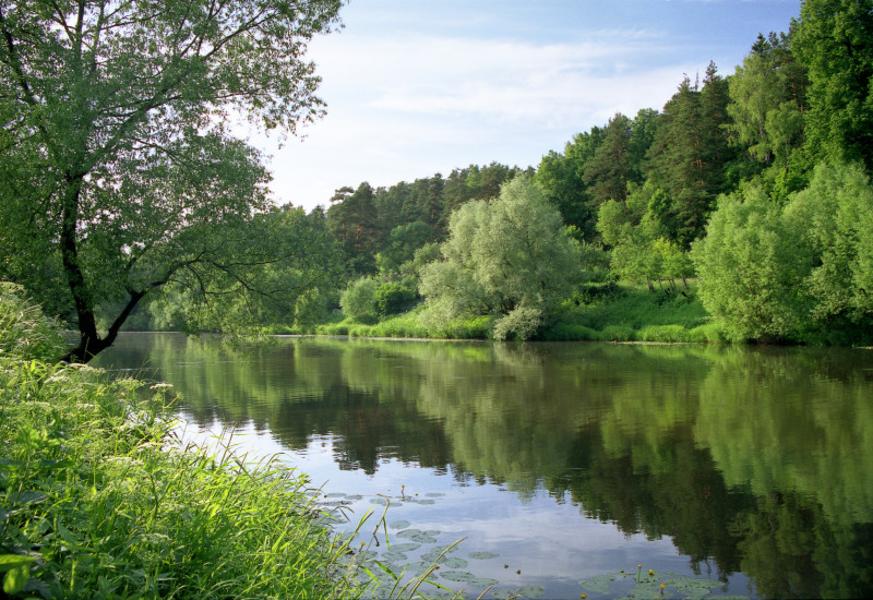Das Bild zeigt einen Fluss mit grünen Bäumen und Büschen am Ufer.