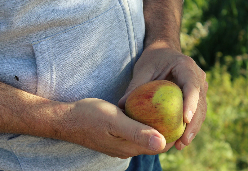 Ein Mann hält einen Apfel in der Hand.