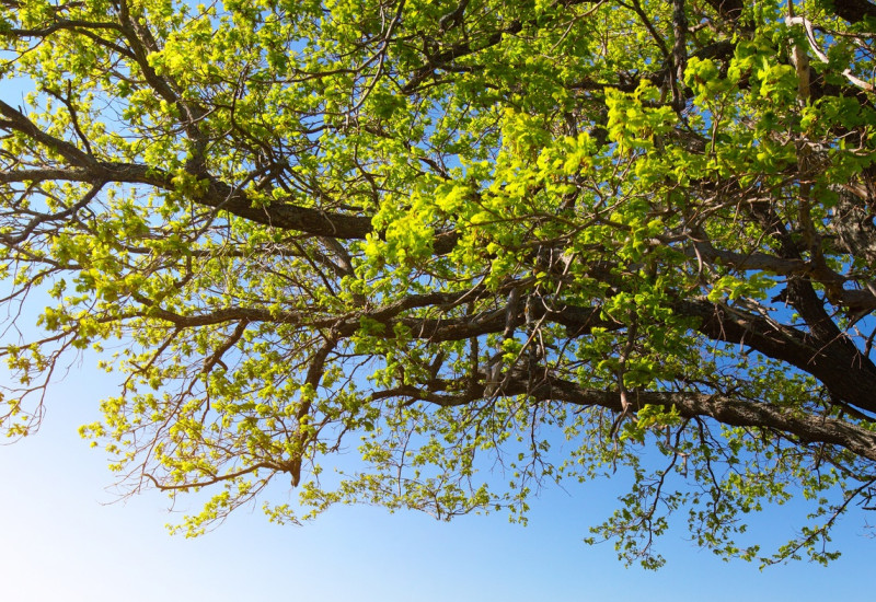 Das Bild zeigt eine grüne Wiese mit einem großen Baum und darüberliegenden blauen Himmel.