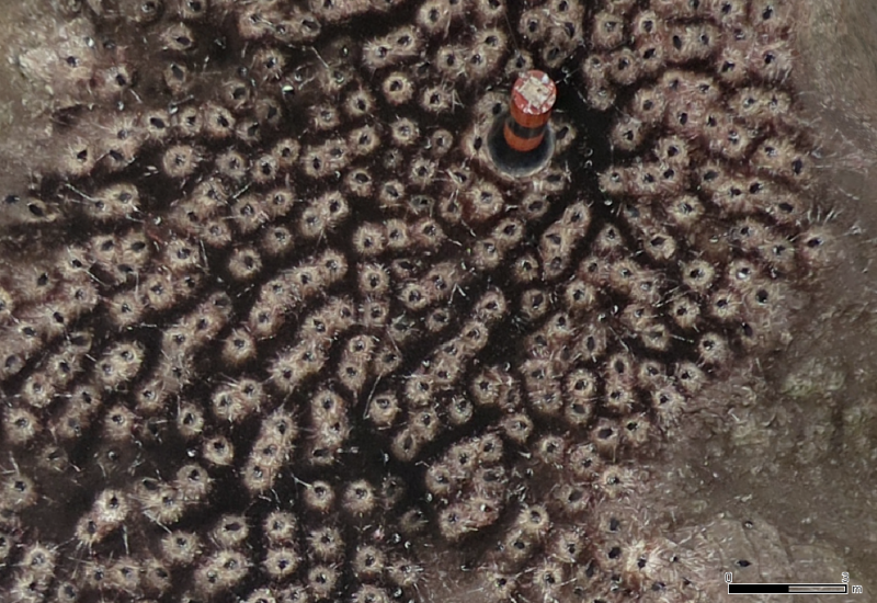 Drohenenbild von Pinguinnestern in der Antarktis