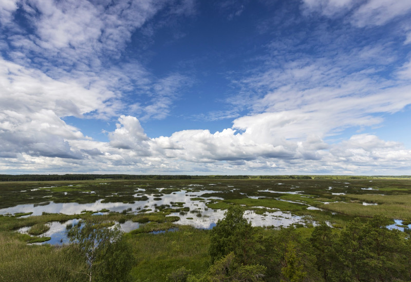 Moorlandschaft