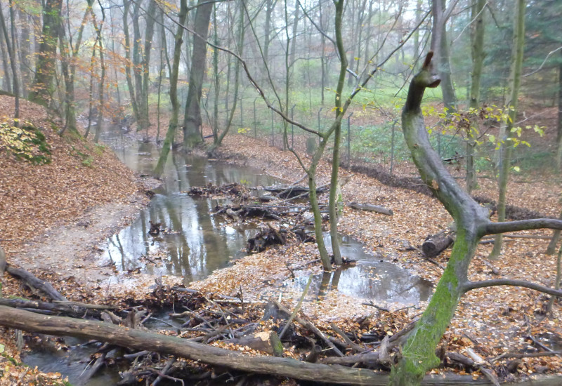 Foto: Waldbach mit querliegendem Stamm, an dem sich angeschwemmtes Holz und Laub angesammelt hat.