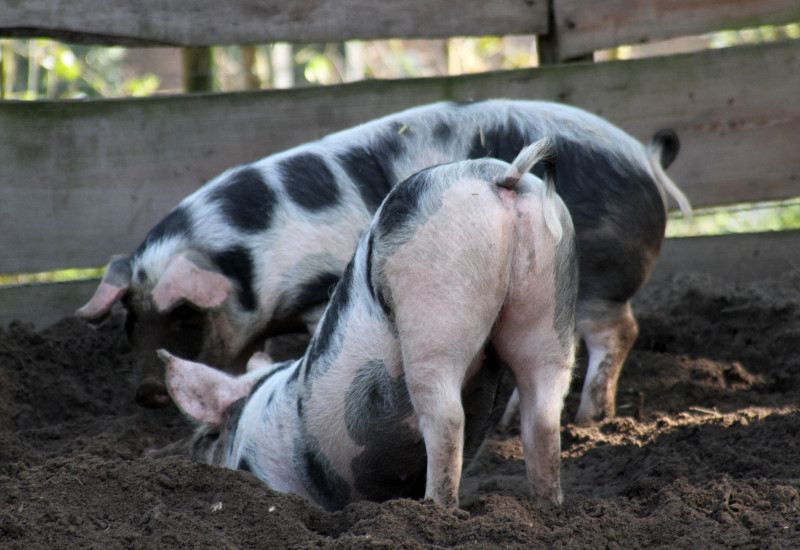 Zwei Schweine wühlen im Dreck