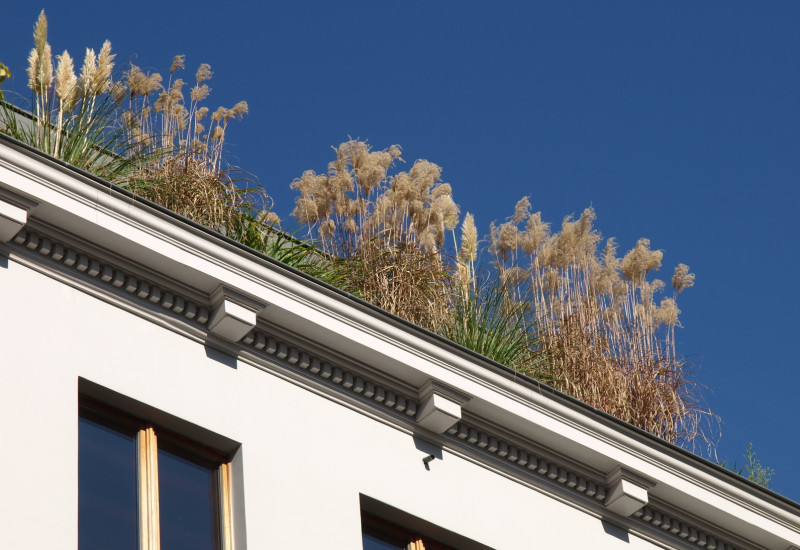 Pflanzen auf einem Hausdach