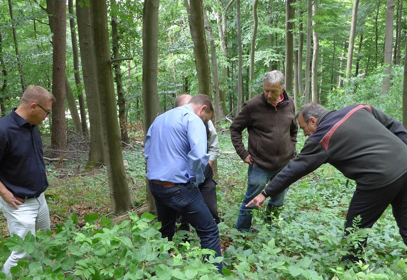 Fünf Männer stehen in einem Waldstück und betrachten den Waldboden
