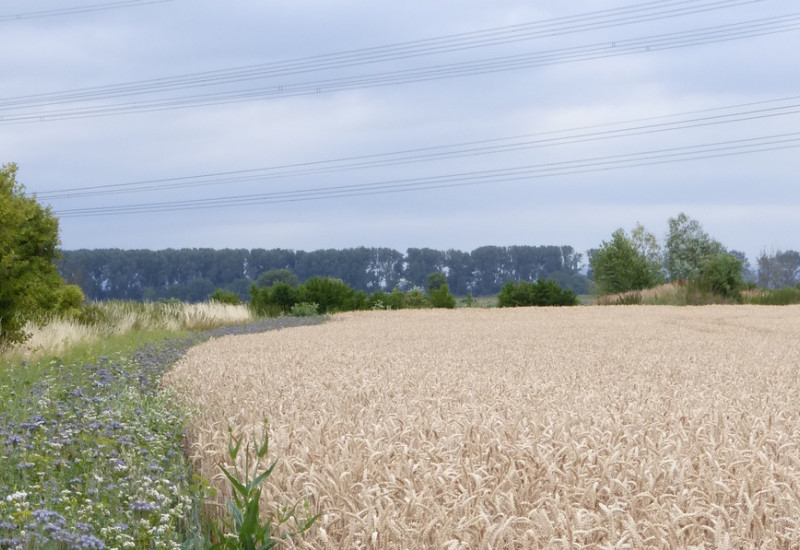 Das Bild zeigt einen Blühstreifen am Ackerrand mit Wildblumen neben einem Weizenfeld.