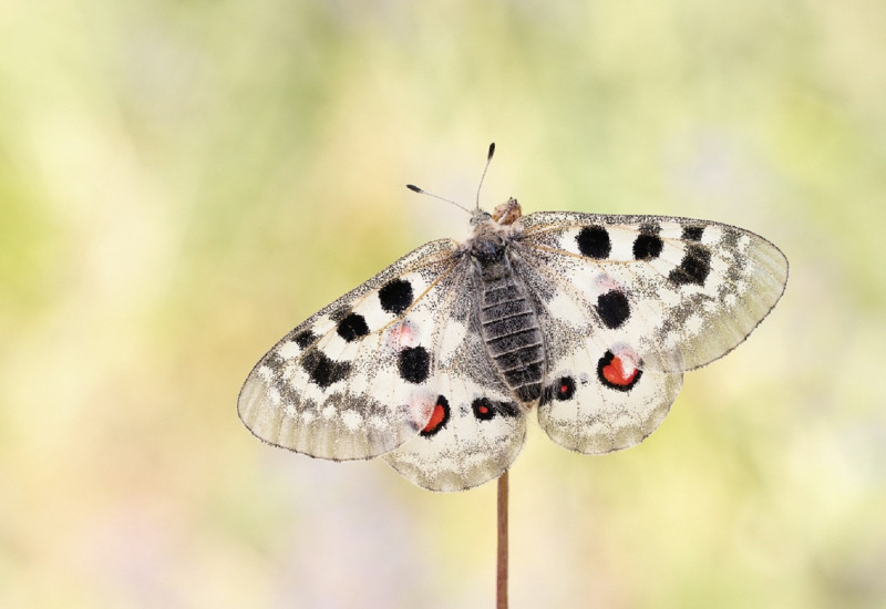 Großer, weißer Schmetterling mit schwarzen und roten Flecken auf den Flügeln