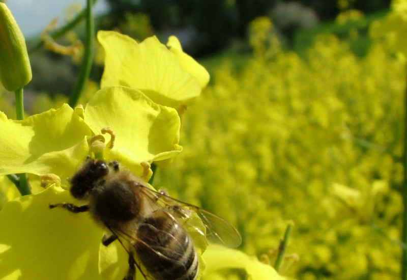 Das Bild zeigt eine Biene auf gelben Rapsblüten.