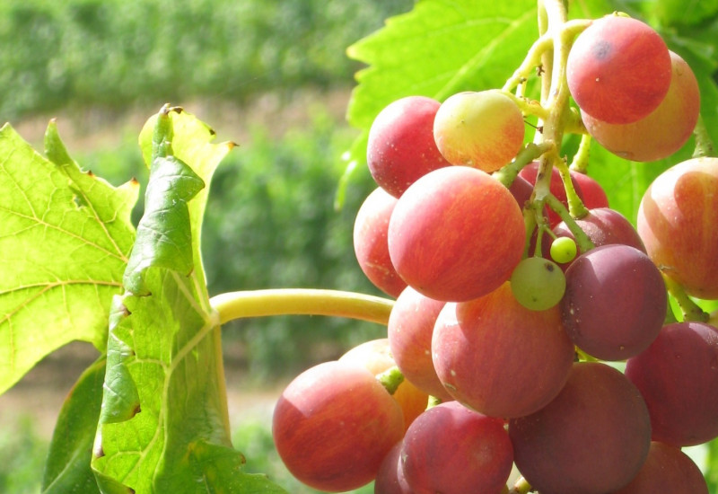 Red grapes on a vineyard.