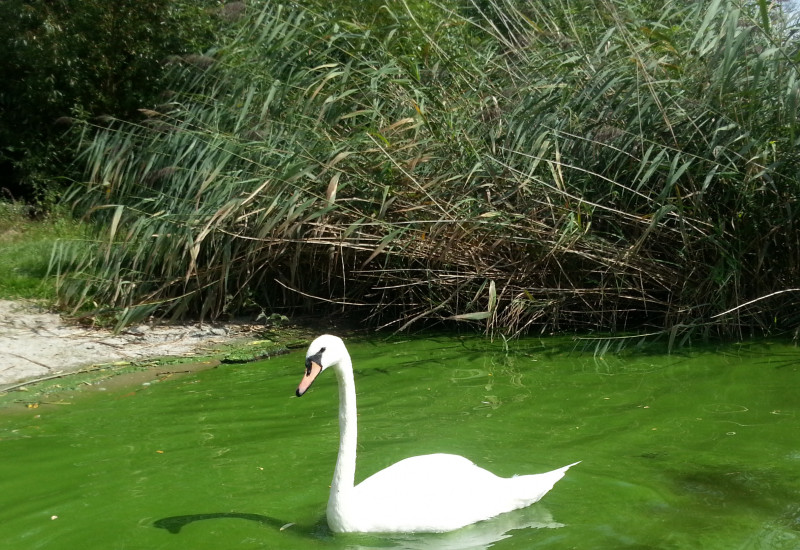 Grüne Wasserfläche, hervorgerufen durch Algenblüte mit einem weißen Schwan.