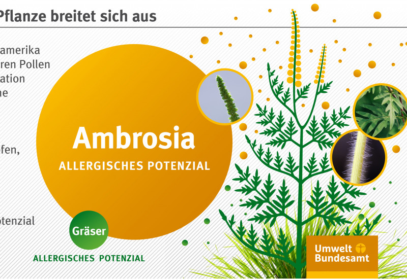 Infografik: Zeichnung einer Ambrosia-Pflanze mit gefiederten Blättern und gelben, ährenförmigen Blütenständen. Fotos zeigen Details, der Stängel ist abstehend behaart. Das allergische Potenzial von Ambrosia ist fünfmal höher als das von Gräsern