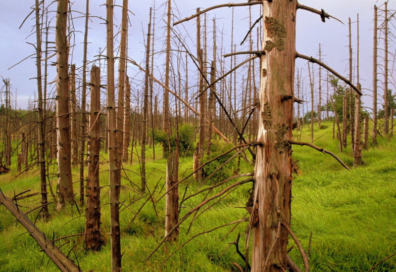 abgestorbene Nadelbäume im Wald an einem Hang