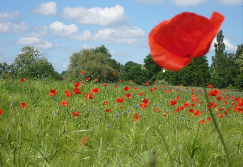 Klatschmohn und Kornblumen in einem Getreidefeld