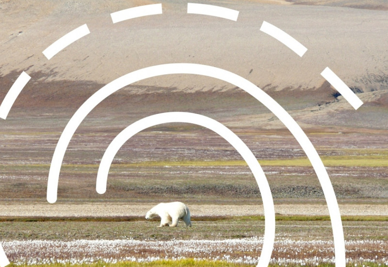 Ein Eisbär in der kanadischen Hocharktis im Frühling. Über dem Foto liegt eine grafische Spirale als Symbol für die Ausstellung "Arktische Spirale".