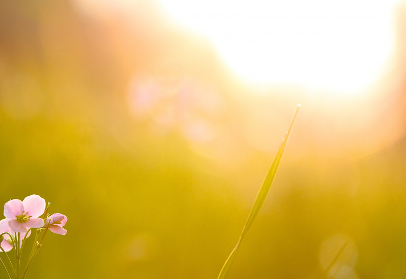 Blumenwiese auf die die Sonne scheint