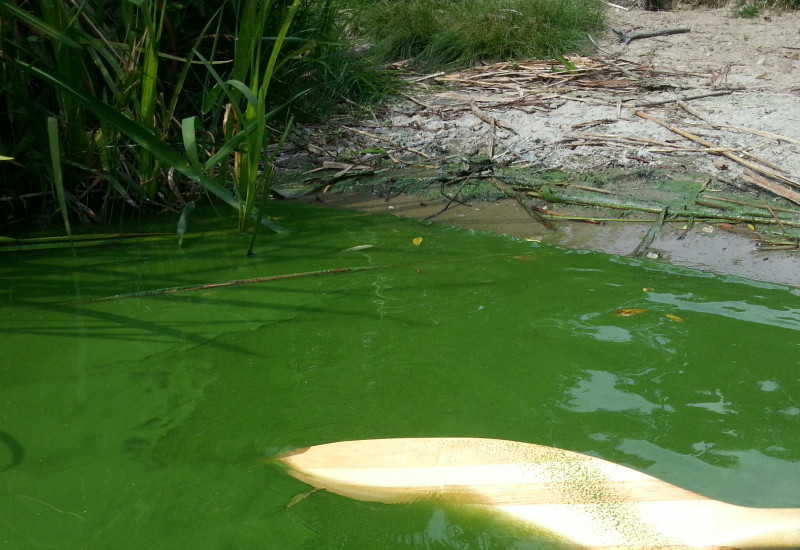 Grünes Wasser und Paddel