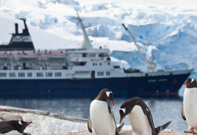 Penguins in the antarctic, behind a cruising ship