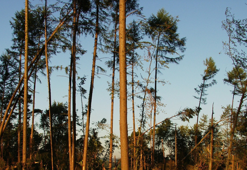 das Bild zeigt Schäden im Wald nach einem Sturm