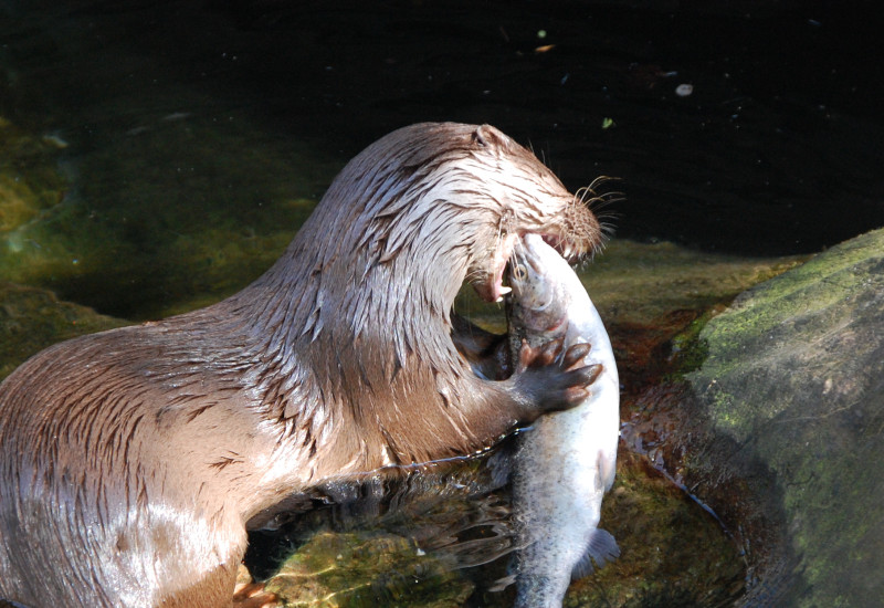 Foto: Ein Fischotter frisst einen Fisch.