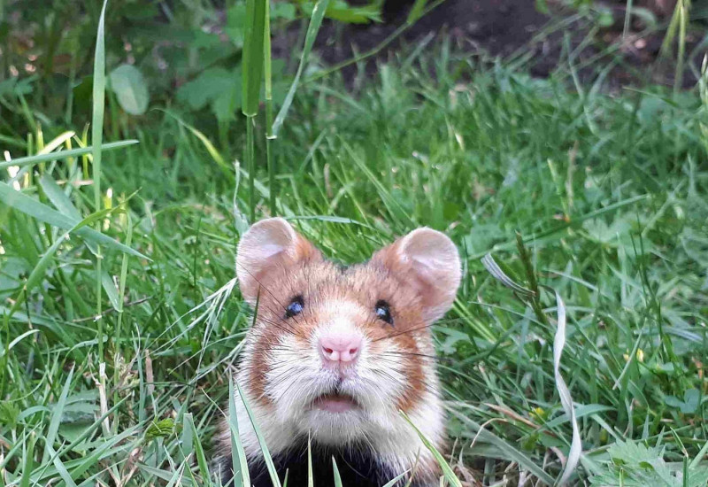 Ein Feldhamster in einer grünen Wiese