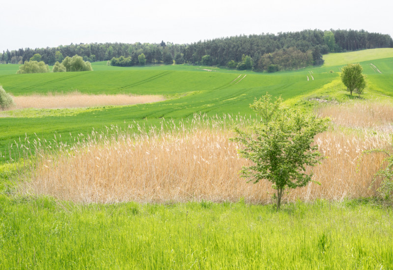 Ein Feld mit Gräsern und Blüten