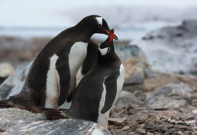 Zwei Pinguine schnäbeln. 