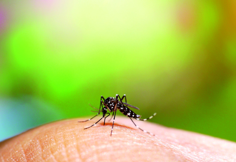 The picture shows a close-up of the Asian Tiger Mosquito in the process of biting a human being.