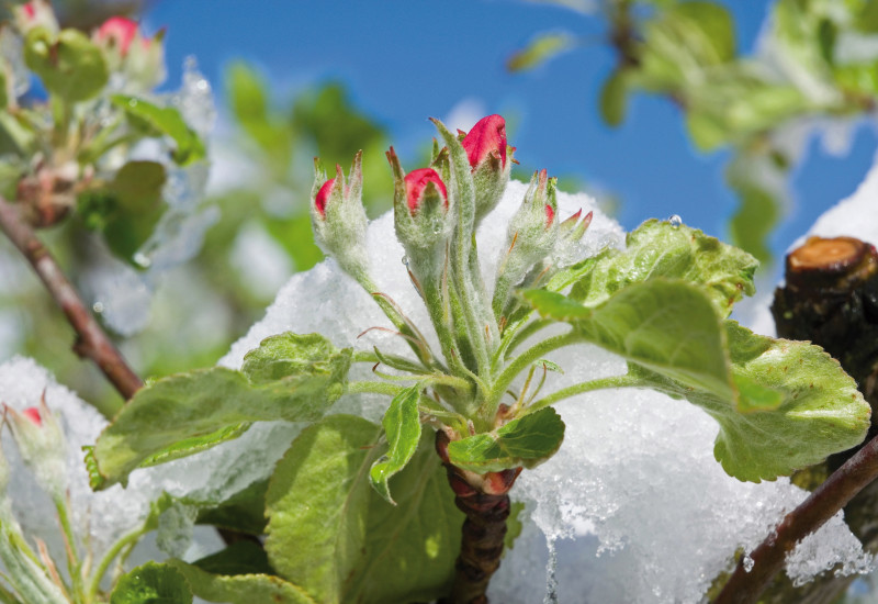Das Bild zeigt mit Eis umhüllte Blüten eines Apfelbaums.