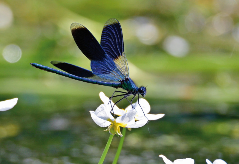 Das Bild zeigt im Vordergrund eine Prachtlibelle, die auf der Blüte eines Gewöhnlichen Wasser-Hahnenfußes gelandet ist. Der Hintergrund des Bildes ist verschwommen.