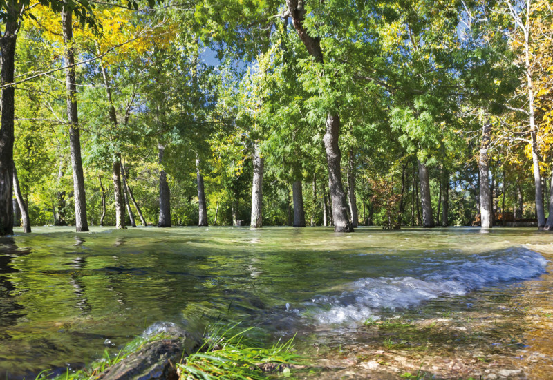 Das Bild zeigt einen überschwemmten Laubwald. Im Vordergrund liegt ein Baumstamm auf dem Boden.