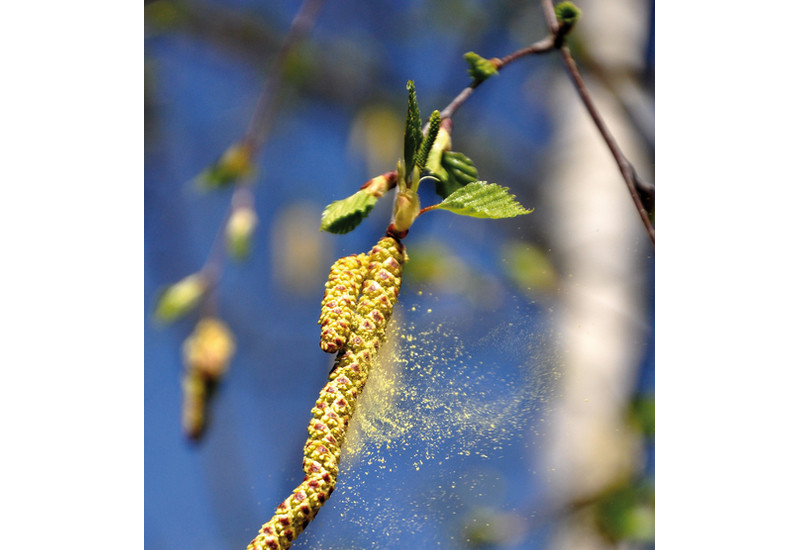 The picture shows a birch blossom with its pollen distributed by the wind.