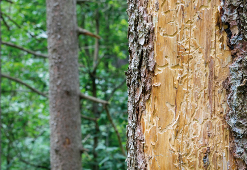 Das Bild zeigt einen Nadelwald. Im Vordergrund ist der borkenfreie Stamm einer beschädigten Fichte zu sehen. Im hellen Holz der Fichte sind deutliche Fraßspuren des Borkenkäfers zu erkennen.