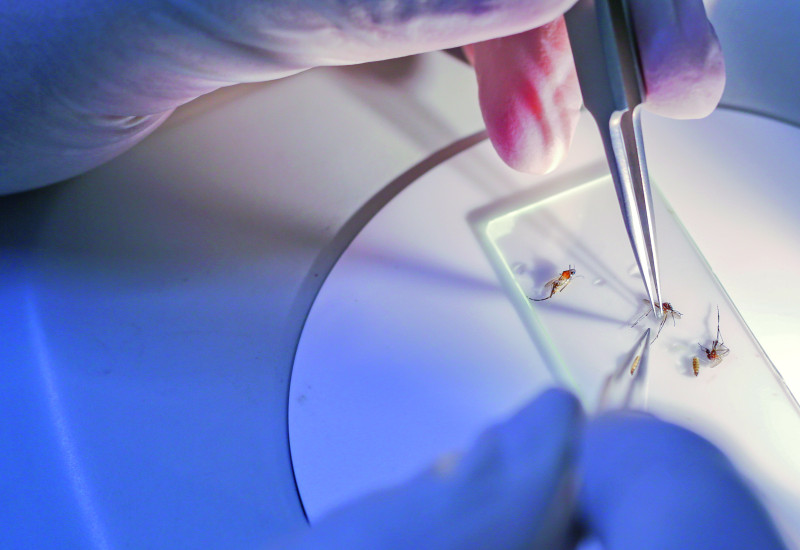 The picture shows the fingers of two hands in rubber gloves, in the process of using tweezers to place dead mosquitoes on to a cover glass for microscopic examination.