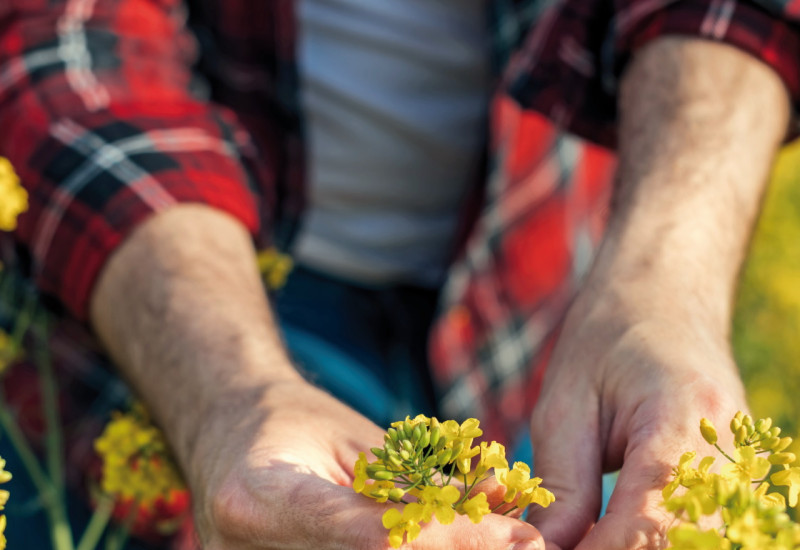 The picture shows a close-up of a man in a rapeseed field, carefully grasping the yellow blossom of a rapeseed plant.