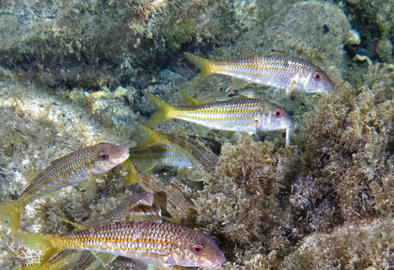 Das Bild zeigt mehrere Streifenbarben, die am Grund des Meeres schwimmen. Unter und hinter den Fischen sind Felsen und Wasserpflanzen zu erkennen.