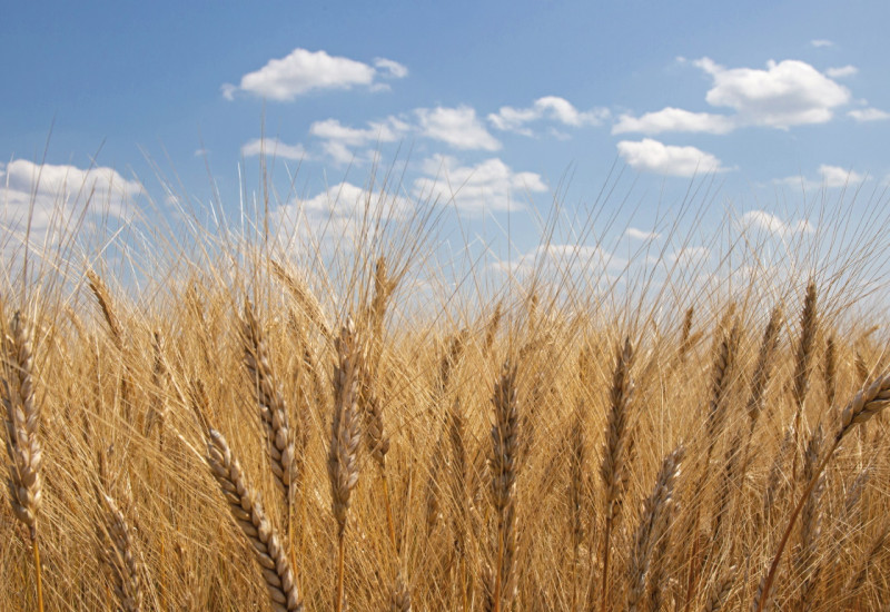 The picture shows the ripe ears of durum wheat plants in sunny weather.