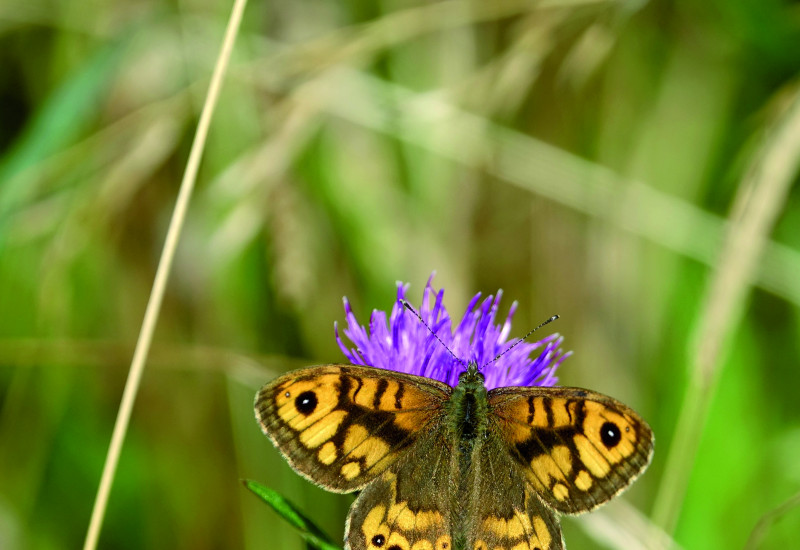 Das Bild zeigt einen Mauerfuchs, der auf einer violetten Blüte sitzt und die Flügel ausbreitet