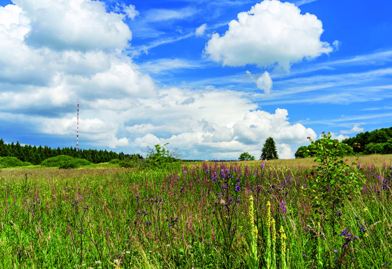 Das Bild zeigt einer Wiese mit verschiedenfarbigen Blumen und kleinen Gehölzen im Vordergrund. Am Horizont ist Wald zu erkennen. Der Himmel ist in Teilen bewölkt.