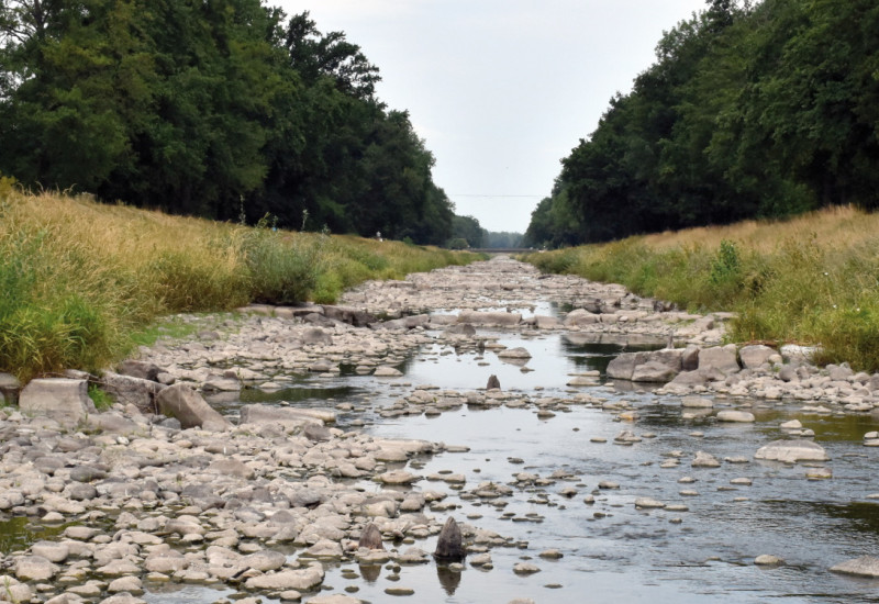 Wenn sich im Frühjahr das Wasser erwärmt, kann sich das Phytoplankton schlagartig vermehren.