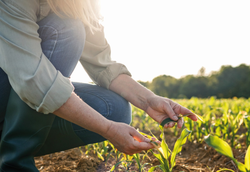 Das Bild zeigt eine Person in einem Maisfeld, die prüfend die Blätter einer jungen Maispflanze begutachtet. 