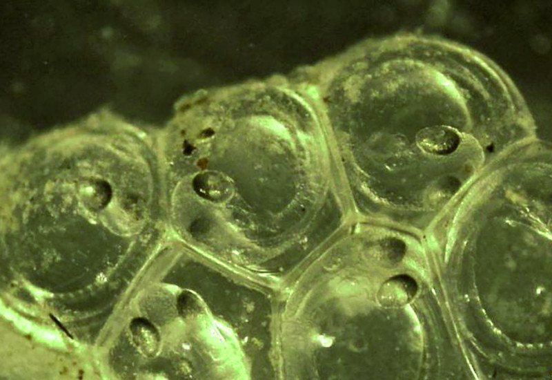 The picture shows herring spawn. It is possible to see six transparent eggs adhering to each other, with larvae inside.