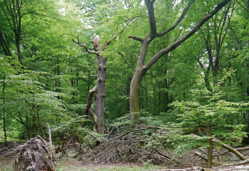 Das Bild zeigt einen naturnahen Wald mit Buchen. Im Vordergrund liegt ein entwurzelter Baum am Boden. 