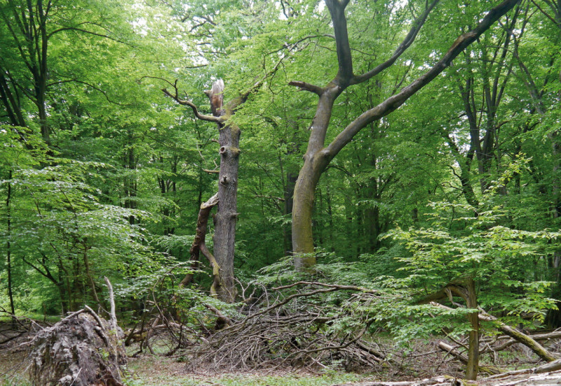 The picture shows a near-natural forest with beech trees. In the foreground there is an uprooted tree lying on the ground.