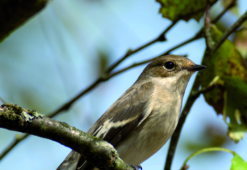 The picture shows an icterine warbler singing from a twig.